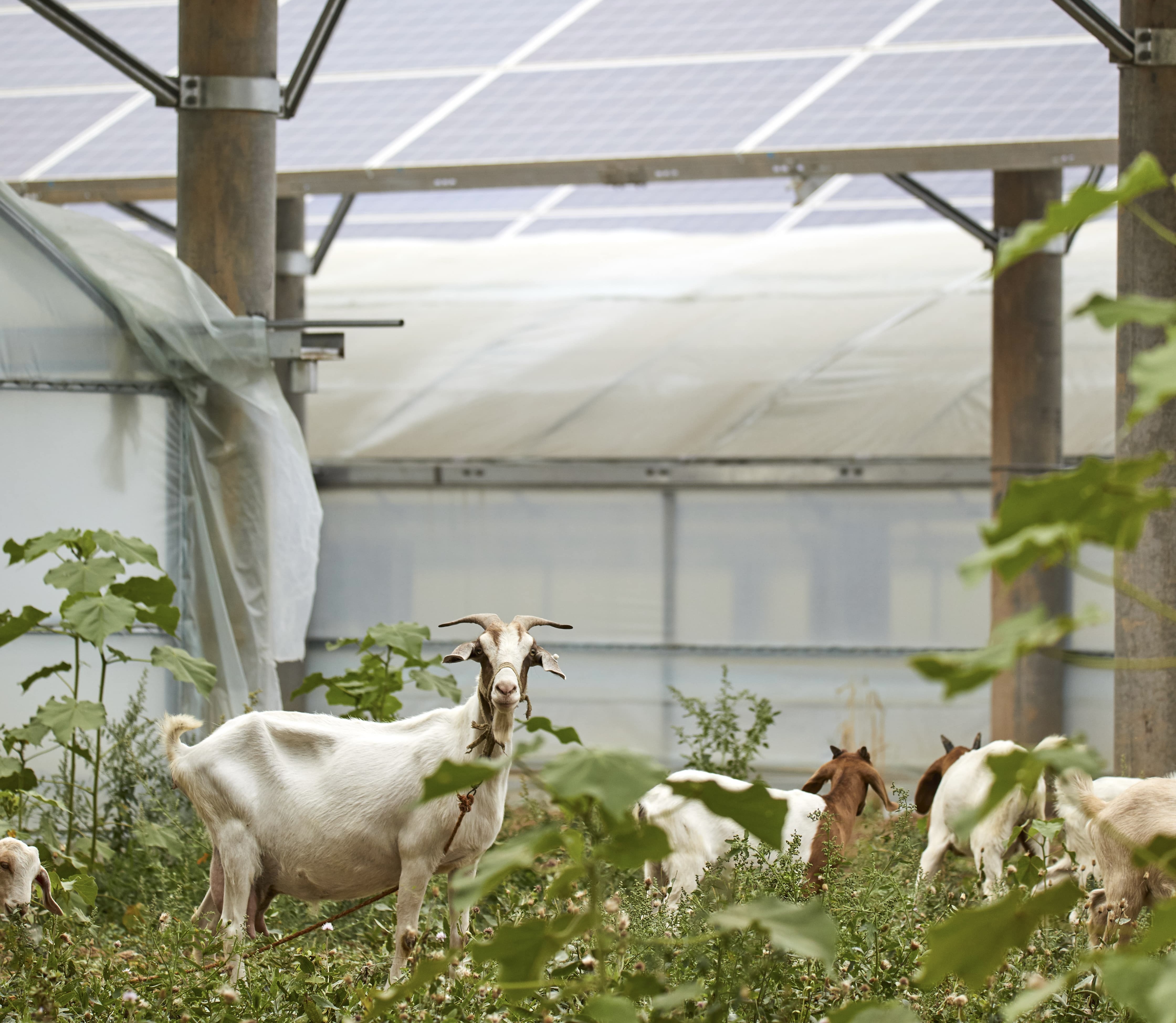 Solar panels with goats and greenery